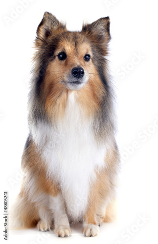 Photo: shetland dog shetland dog