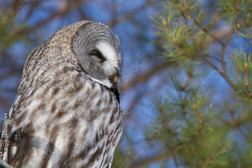 Photo: Great Grey Owl Great Grey Owl