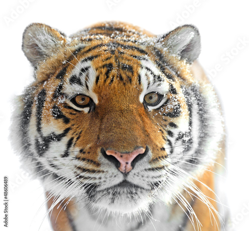 Photo: Tiger Tiger