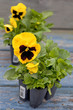 Foto: Spring Pansies Spring Pansies