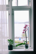 Flowers on the windowsill