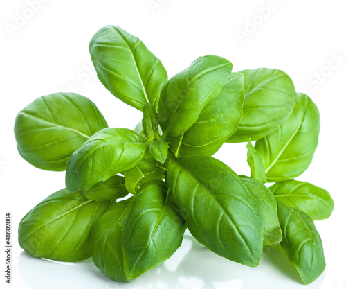 Photo: basil leaves isolated basil leaves isolated
