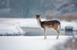 Fallow deer in the snow