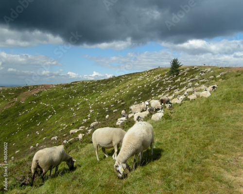 Photo: Un troupeau de moutons blanc paisant dans un cractère auvergnat Un troupeau de moutons blanc paisant dans un cractère auvergnat