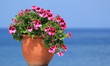 Foto: Geranium flowers in front of the sea Geranium flowers in front of the sea