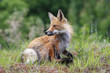 Photo: Red Fox Red Fox