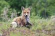 Photo: Red Fox Red Fox