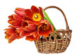red tulips in a little basket