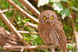 A portrait of an eagle owl