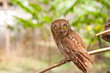 A portrait of an eagle owl