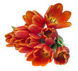 red tulips close up isolated