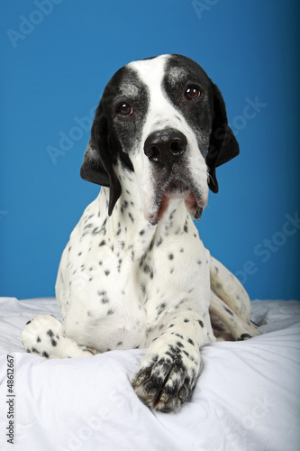 Photo: English Pointer English Pointer