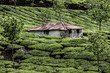 Tea plantation in Munnar, India