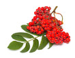 Rowan branch on a white background