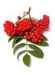 Rowan branch on a white background