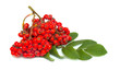 Rowan branch on a white background