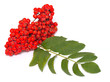 Rowan branch on a white background