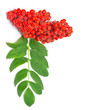 Rowan branch on a white background