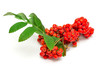 Rowan branch on a white background