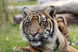 Photo: Sumatran Tiger Sumatran Tiger