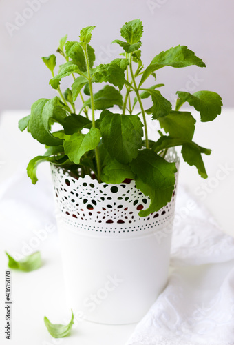 Photo: stevia plant stevia plant