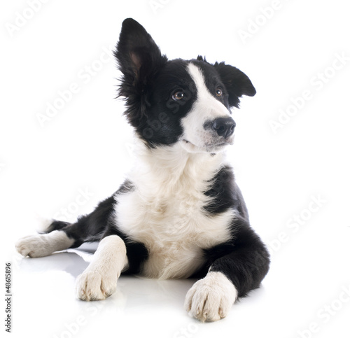 Photo: puppy border collie puppy border collie