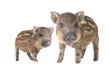 Photo: Pig small Pig small
