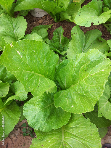 Photo: Chinese Cabbage Chinese Cabbage