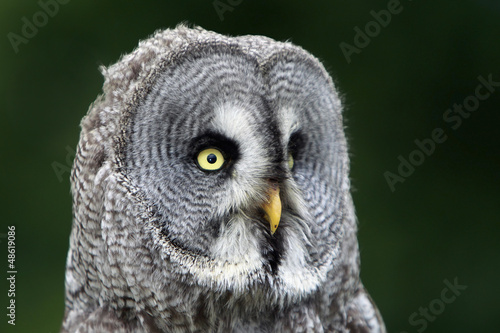 Photo: Great Gray Owl Great Gray Owl