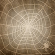 Illustration: spider spider