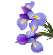 irises flowers