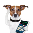 dog accountant