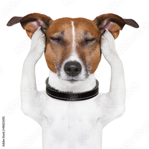 Photo: dog meditation dog meditation