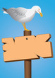 seagull on the marine cartel