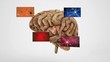 Cerebro con Células nerviosas