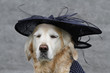 Golden Retriever mit elegantem Hut