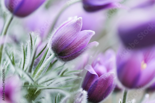 Photo: Pasque Flowers Pasque Flowers