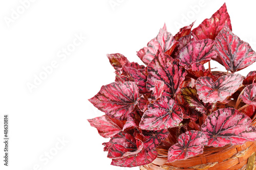 Photo: begonia in pot begonia in pot