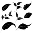 Vector: Leaves, black silhouettes Leaves, black silhouettes