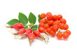 rosehips and red rowan on a white background