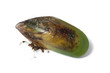 Fresh raw New Zealand green lipped mussel