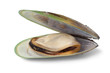 New Zealand green lipped mussel