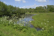 pond with cow parsley in spring