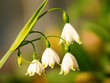 Frühling
