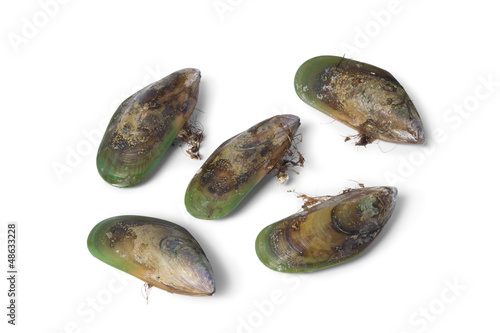 Photo: New Zealand green lipped mussels New Zealand green lipped mussels