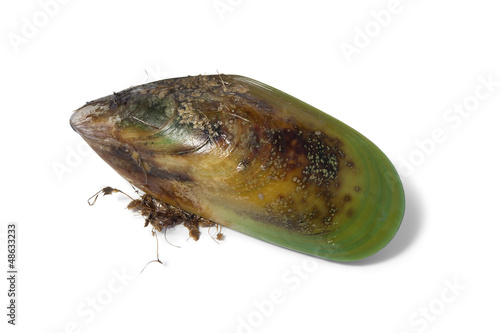 Photo: Fresh raw New Zealand green lipped mussel Fresh raw New Zealand green lipped mussel