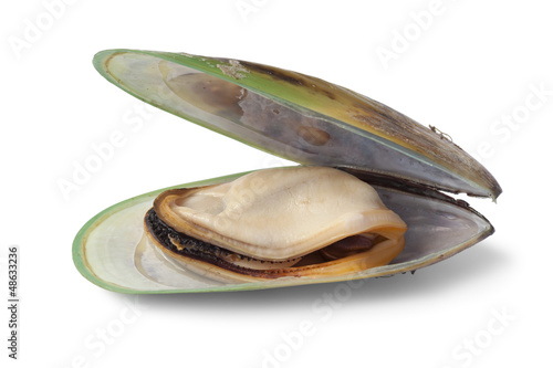 Photo: New Zealand green lipped mussel New Zealand green lipped mussel