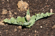 emerging bud of tulip
