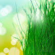 Grass