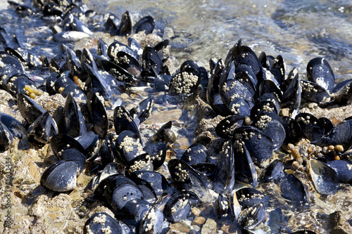 Photo: Fresh mussels growing on the rocks Fresh mussels growing on the rocks